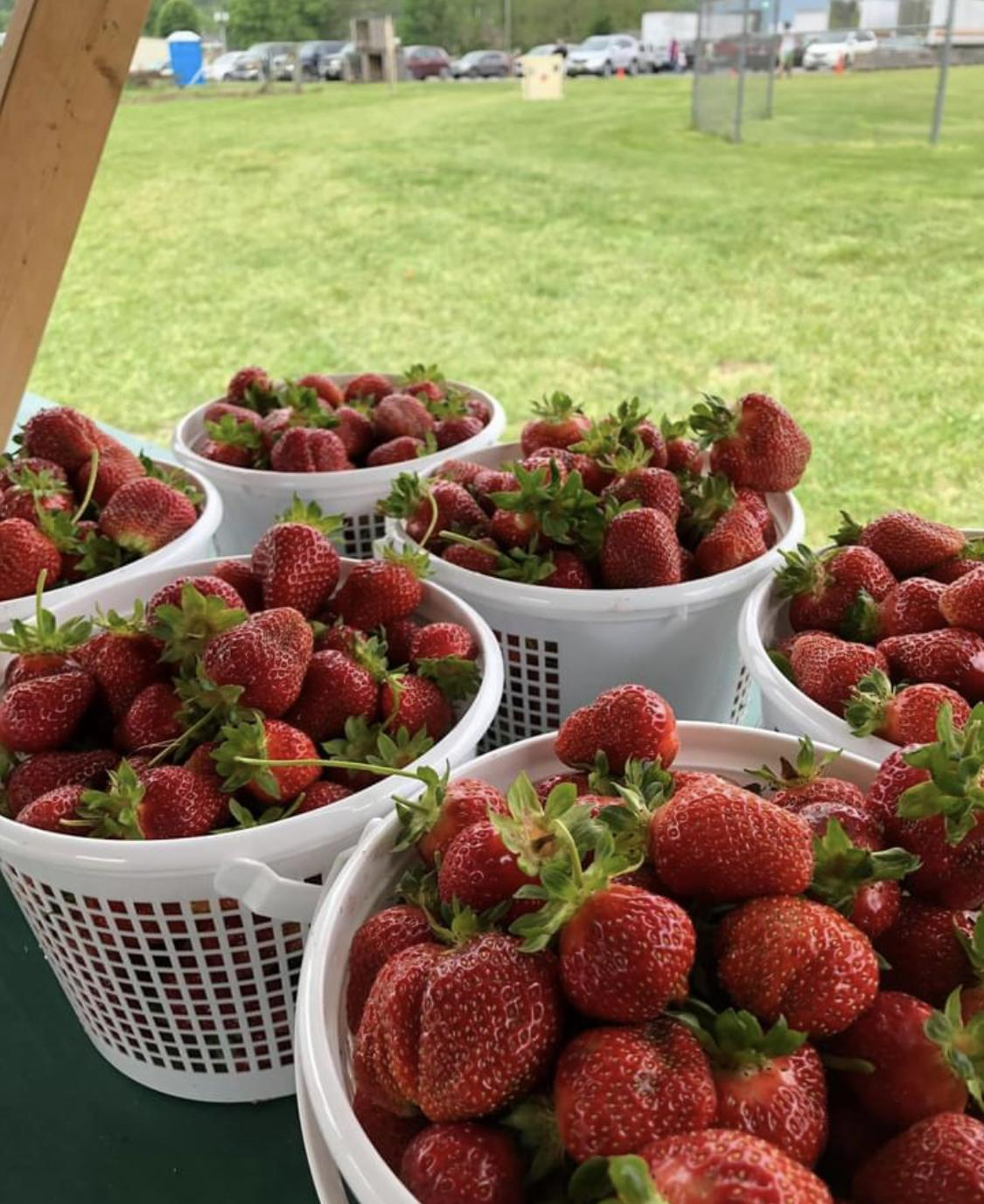 Ultimate List to Strawberry Picking Guides in the DMV Kids