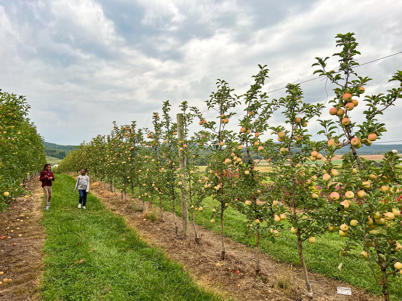 15+ Best Apple Picking Orchards in Maryland